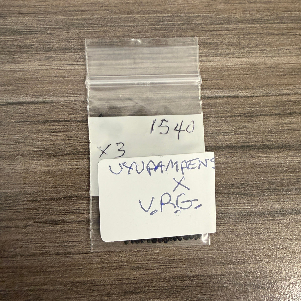 Misplant 1540 - Uyupampensis x VRG
