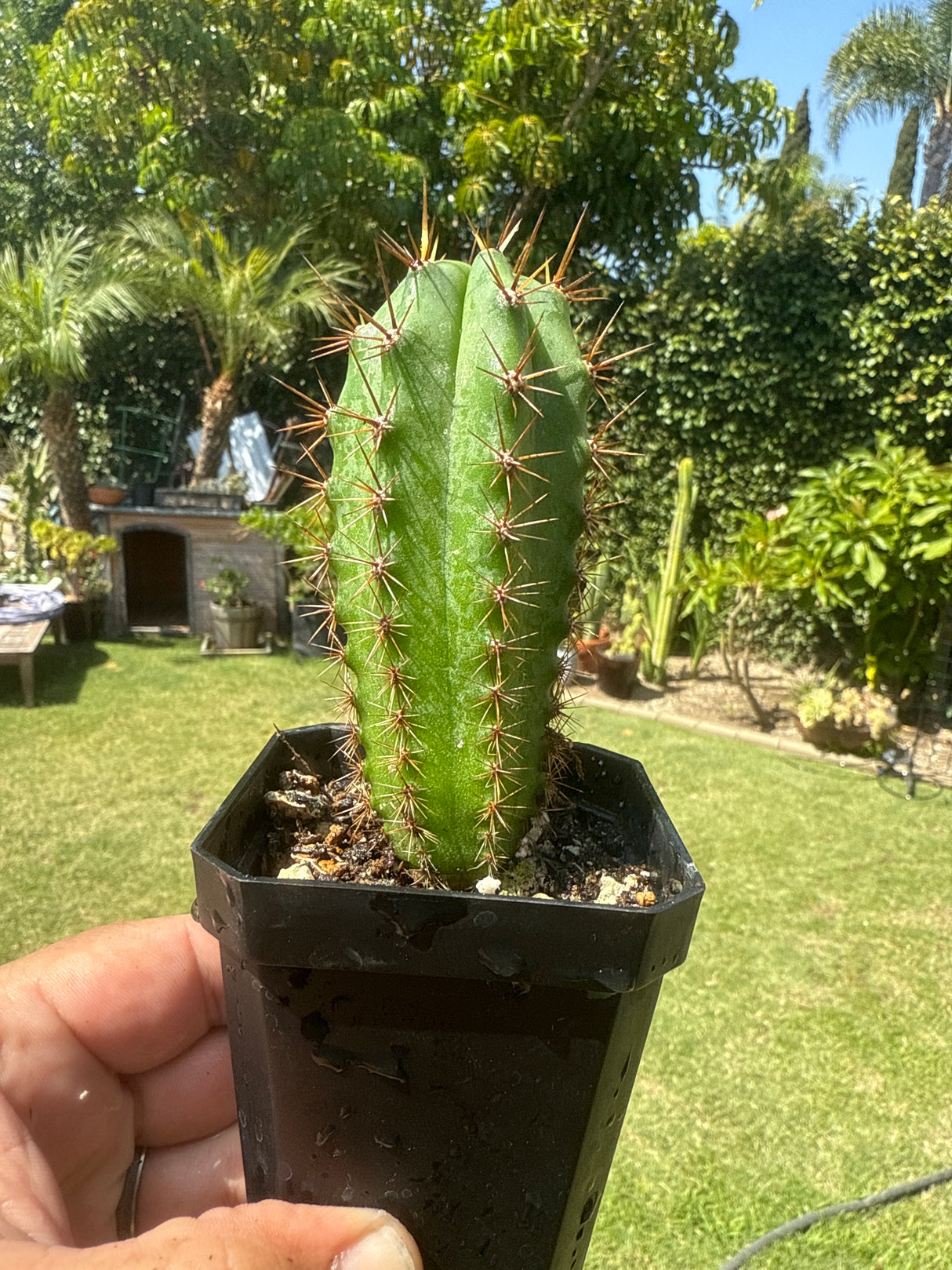 Icaros DNA (Cuttings) - Plantstock