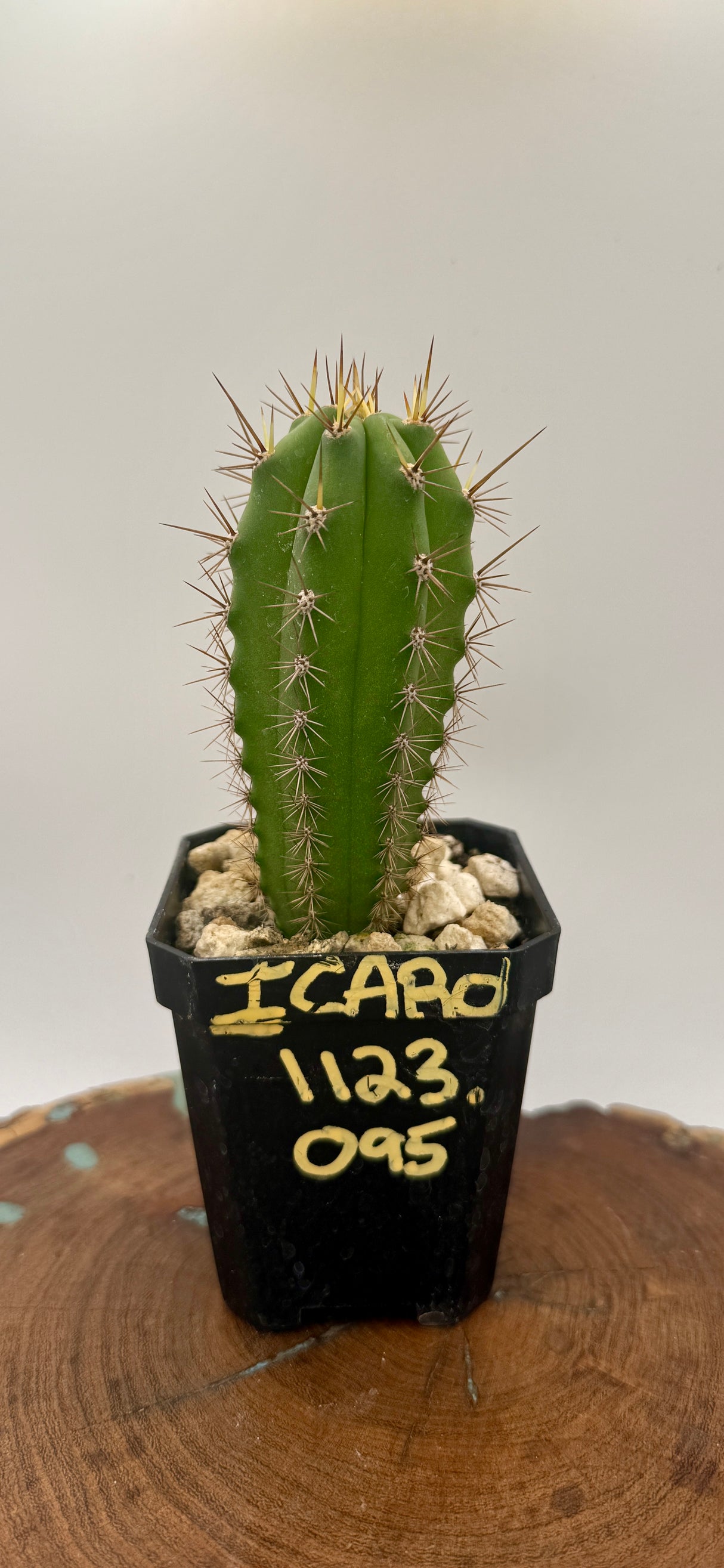 Icaros DNA (Cuttings) - Plantstock