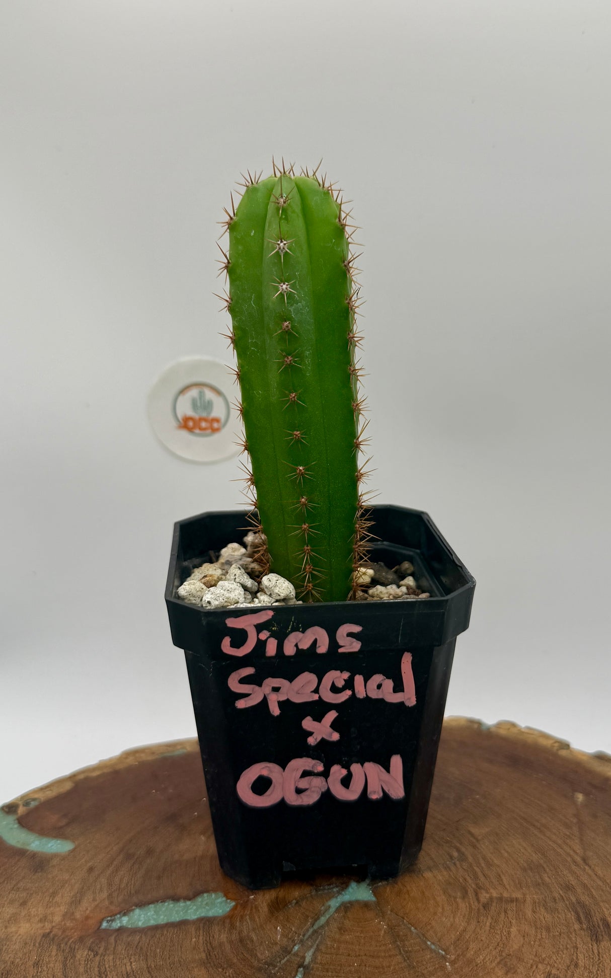 Jim's Special x Ogun