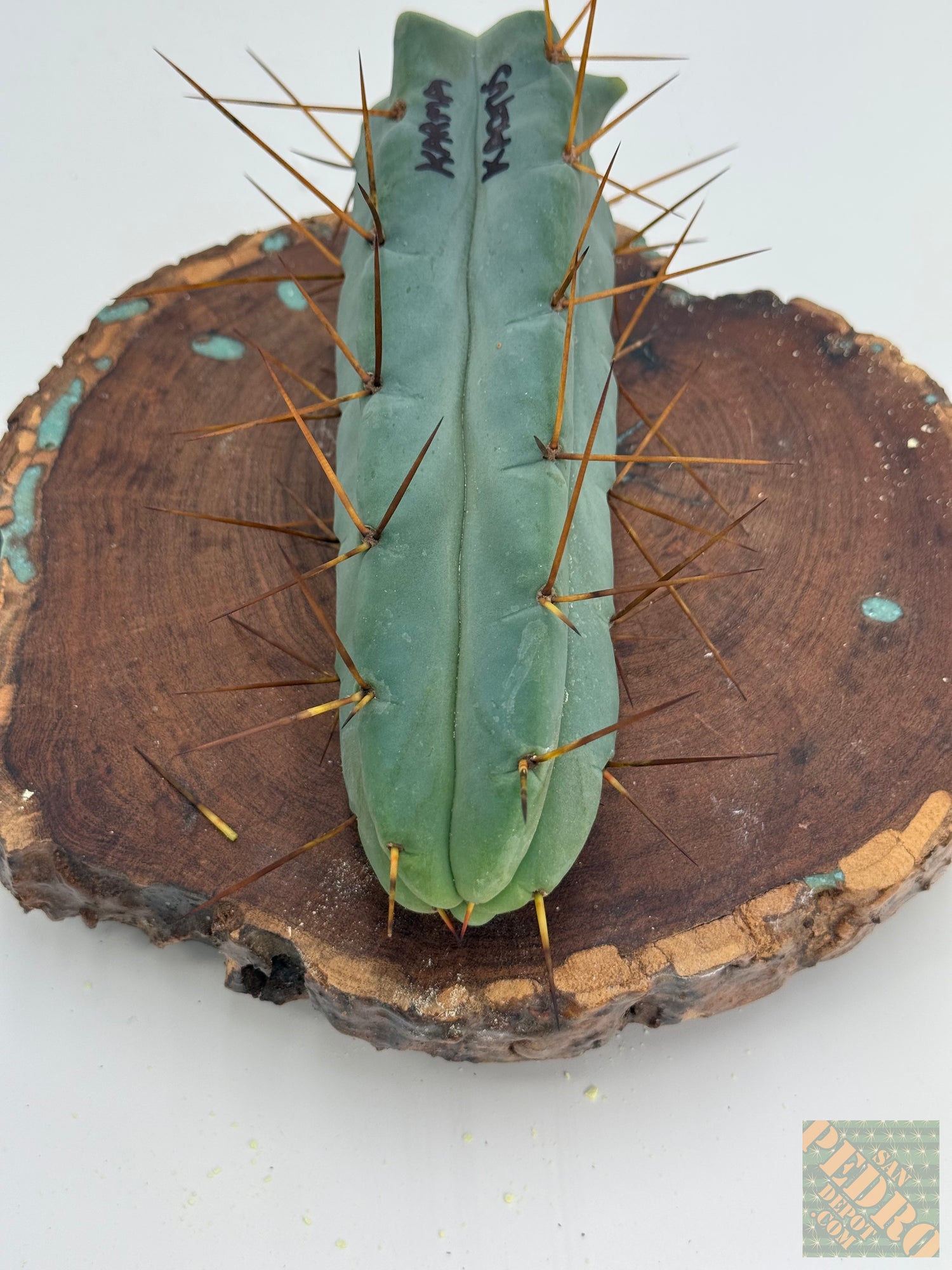 KarmaKaktus Bridgesii (Grafts)