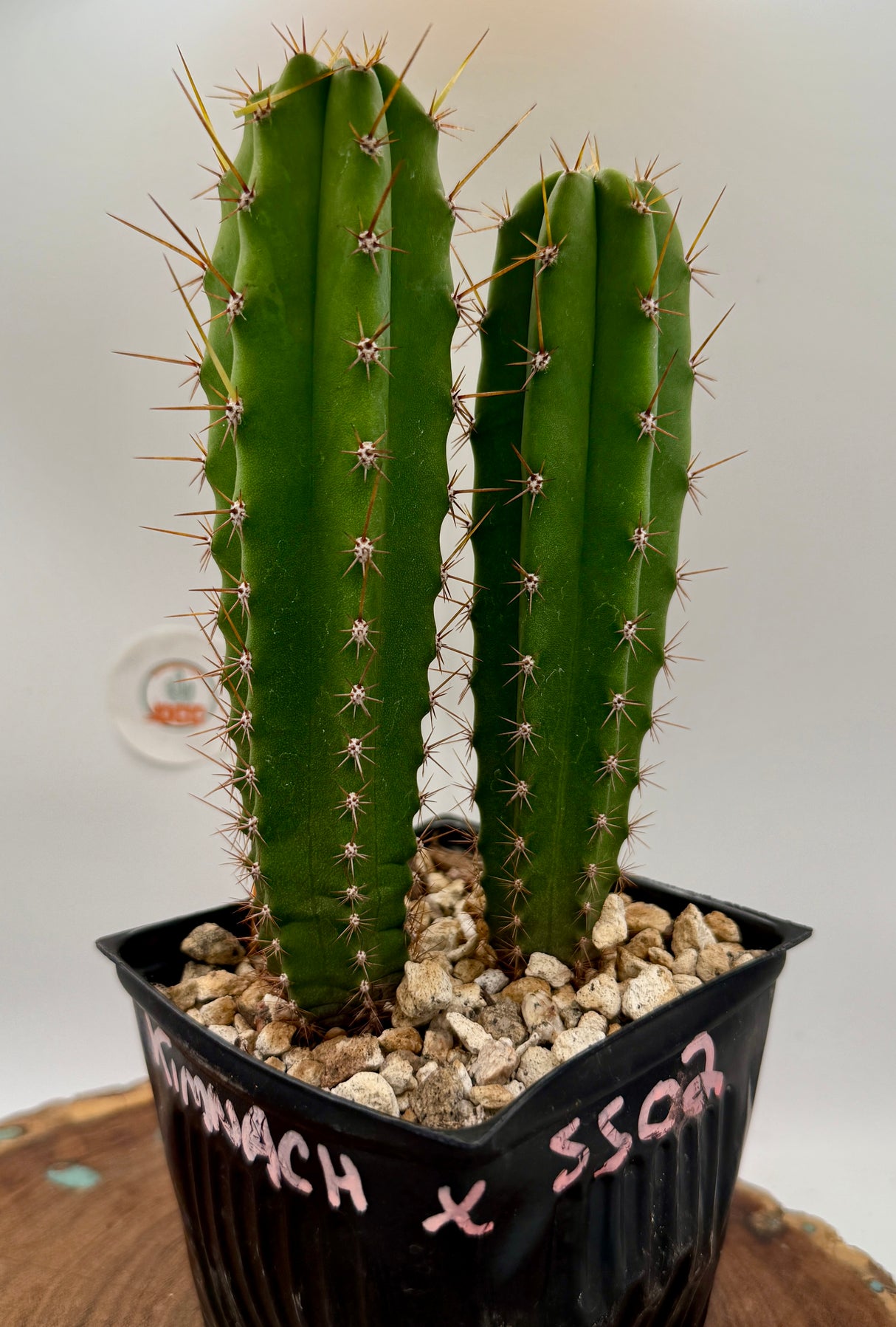 Kimnach x SS02 (Grafts)
