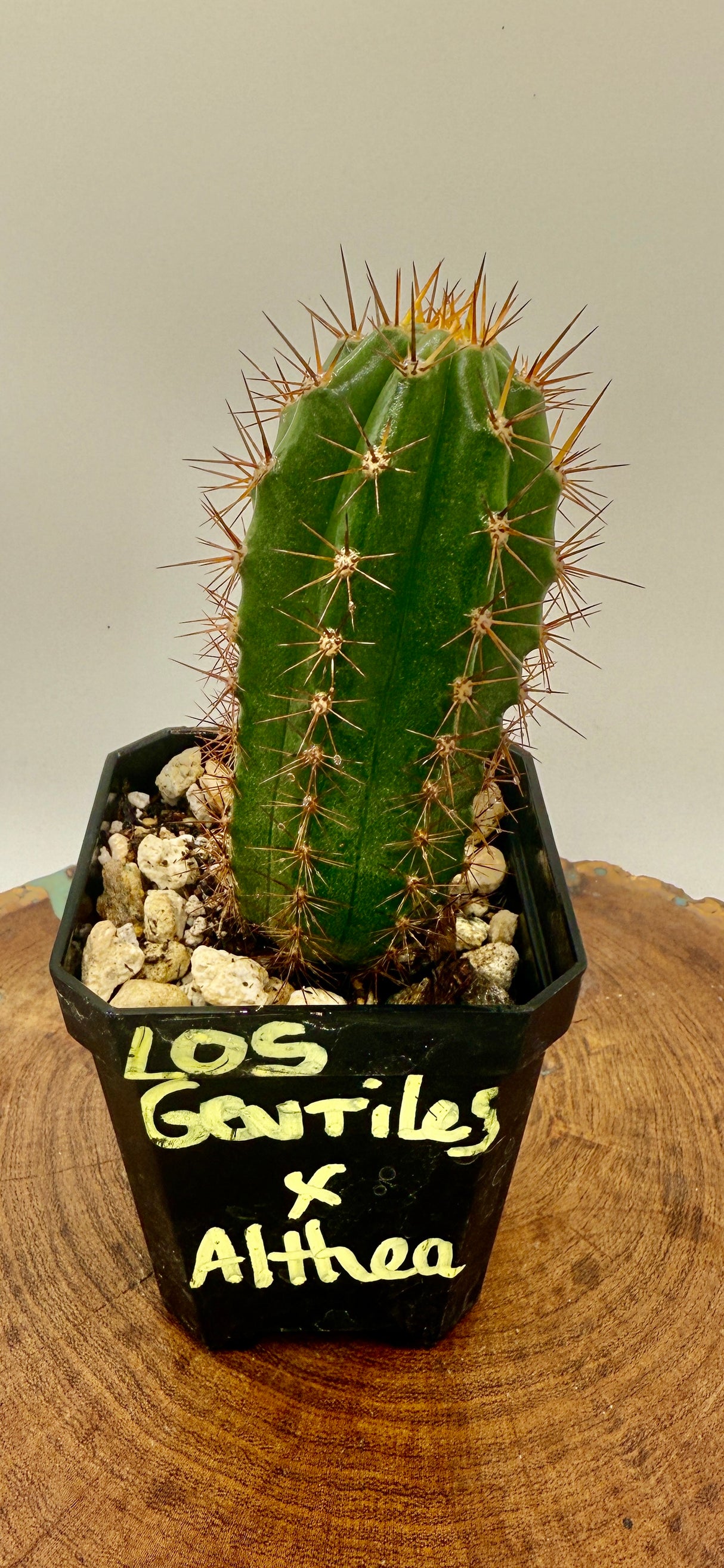 Los Gentiles x Althea