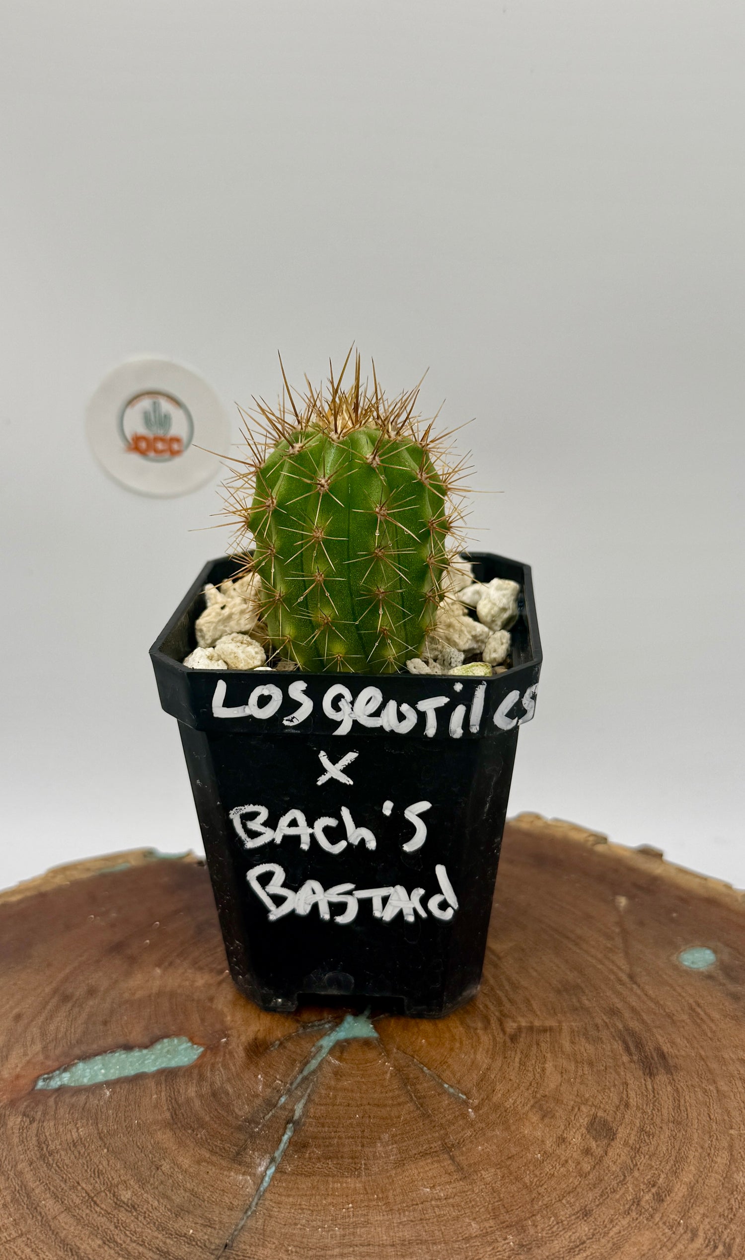 Los Gentiles x Bach's Bastard