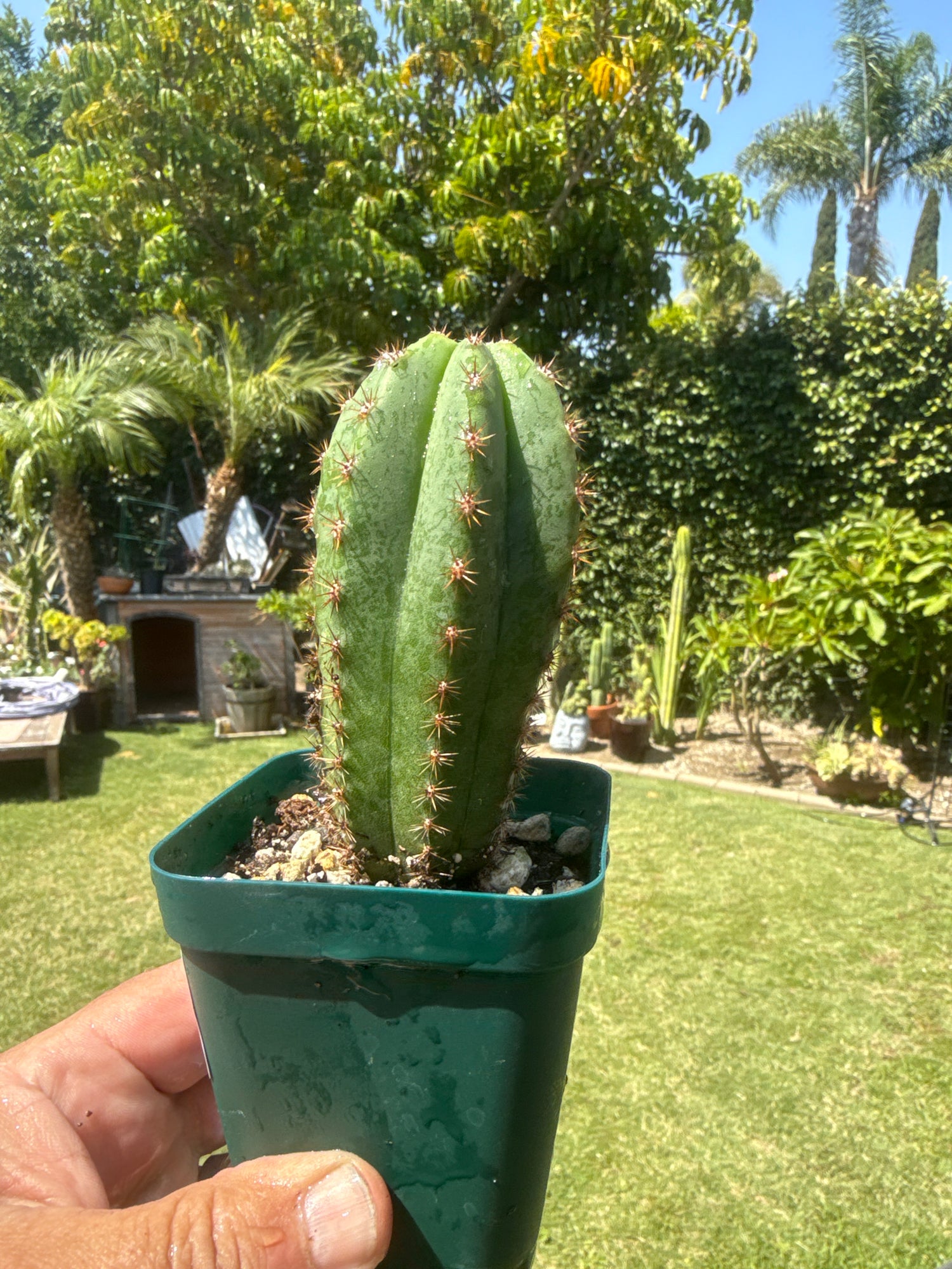 Los Gentiles x Worm - Zed's (Grafts)