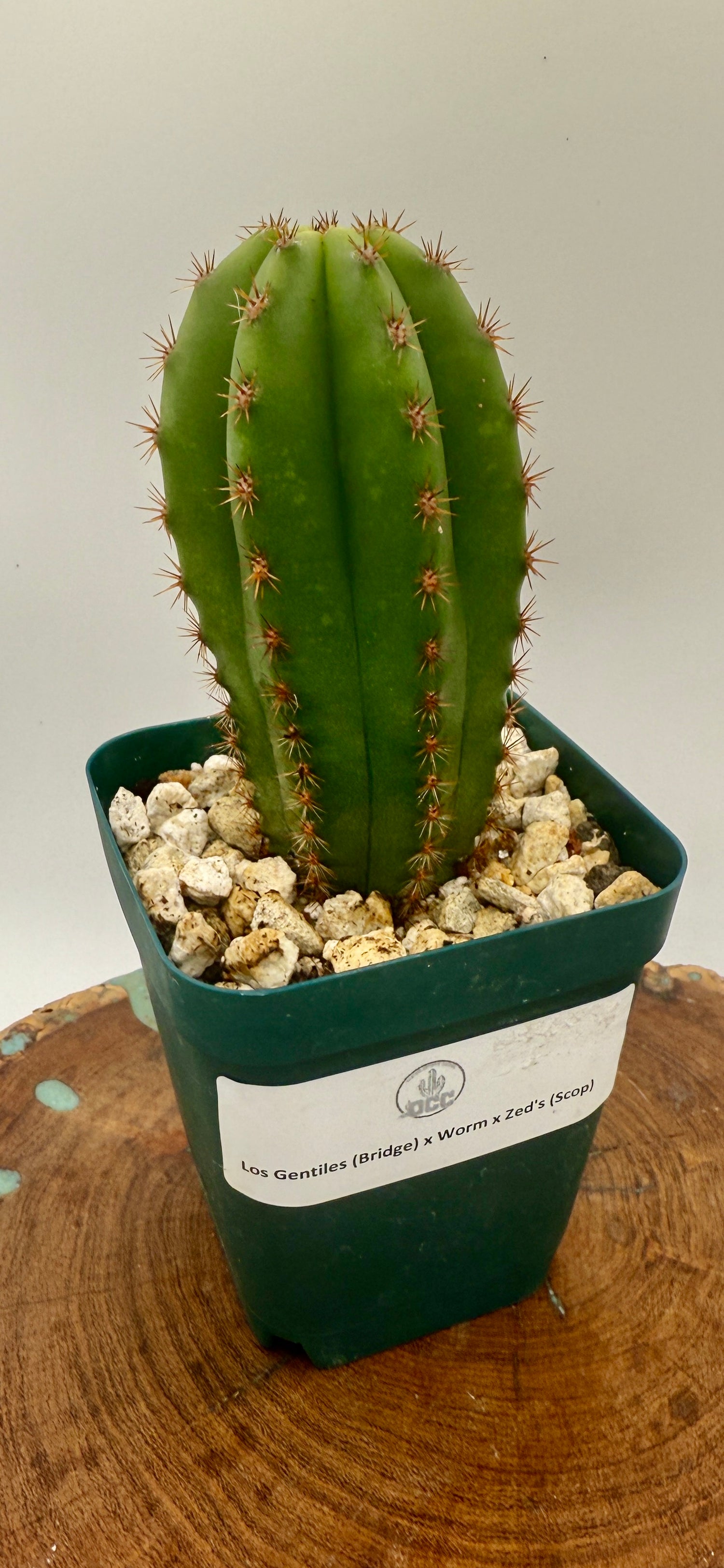 Los Gentiles x Worm - Zed's (Grafts)