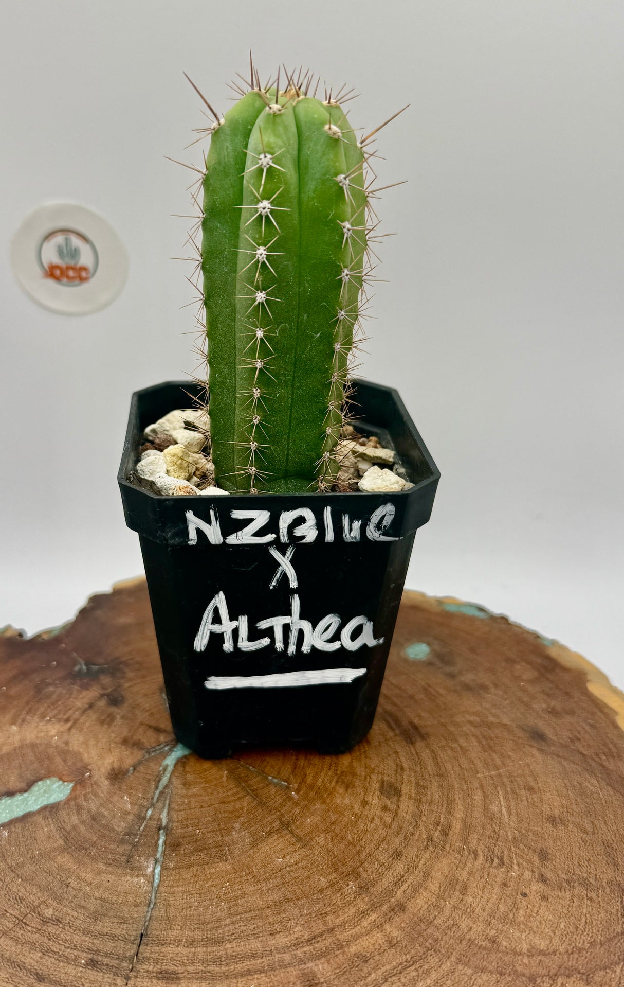 NZ Blue x Althea