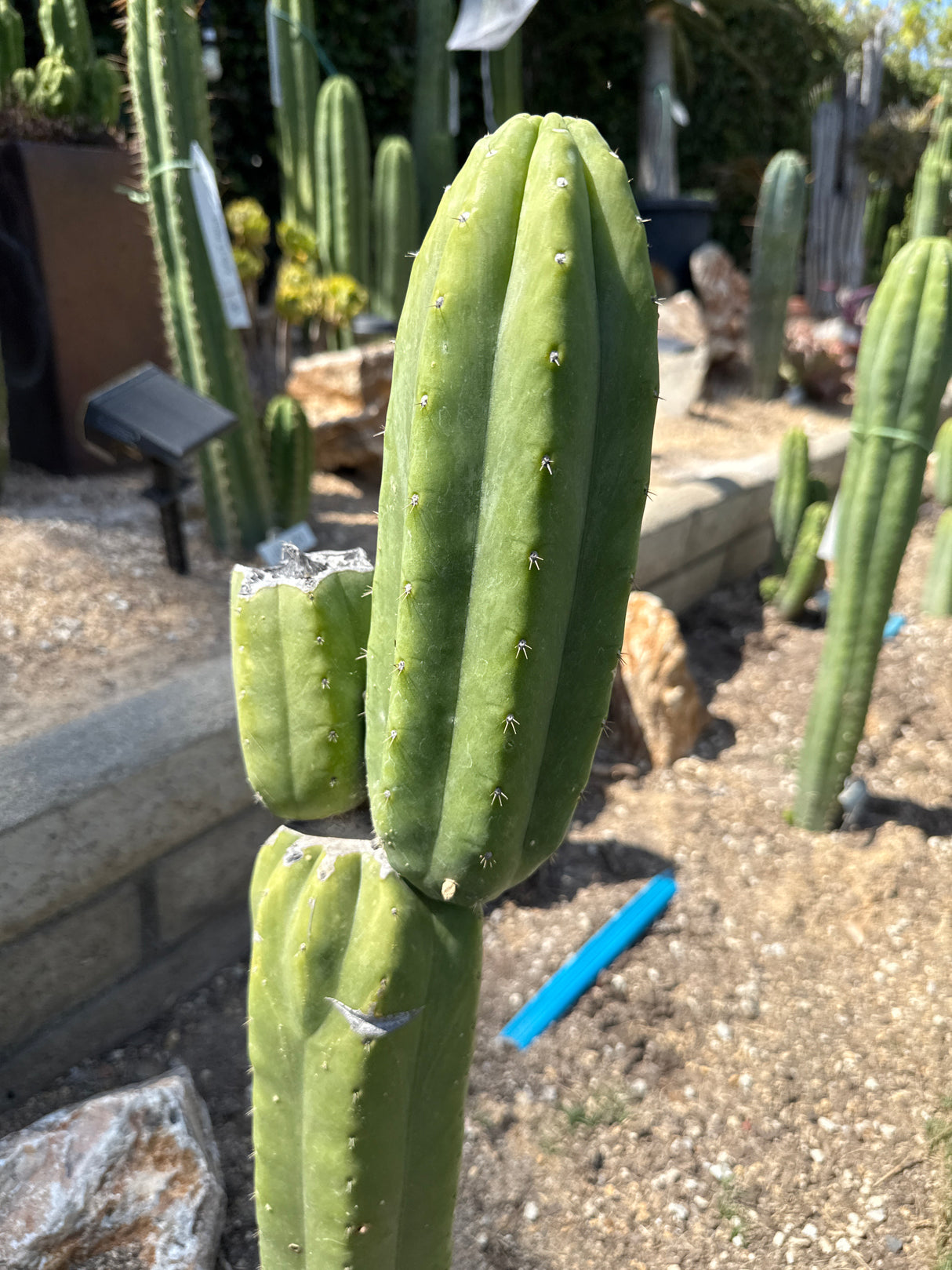 Ogun (Ogunbodede) - (Rooted Plants)