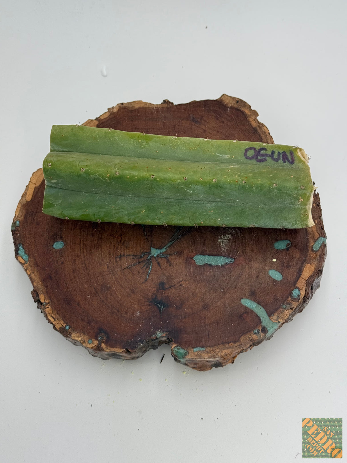 Ogun (Ogunbodede) - (Rooted Plants)