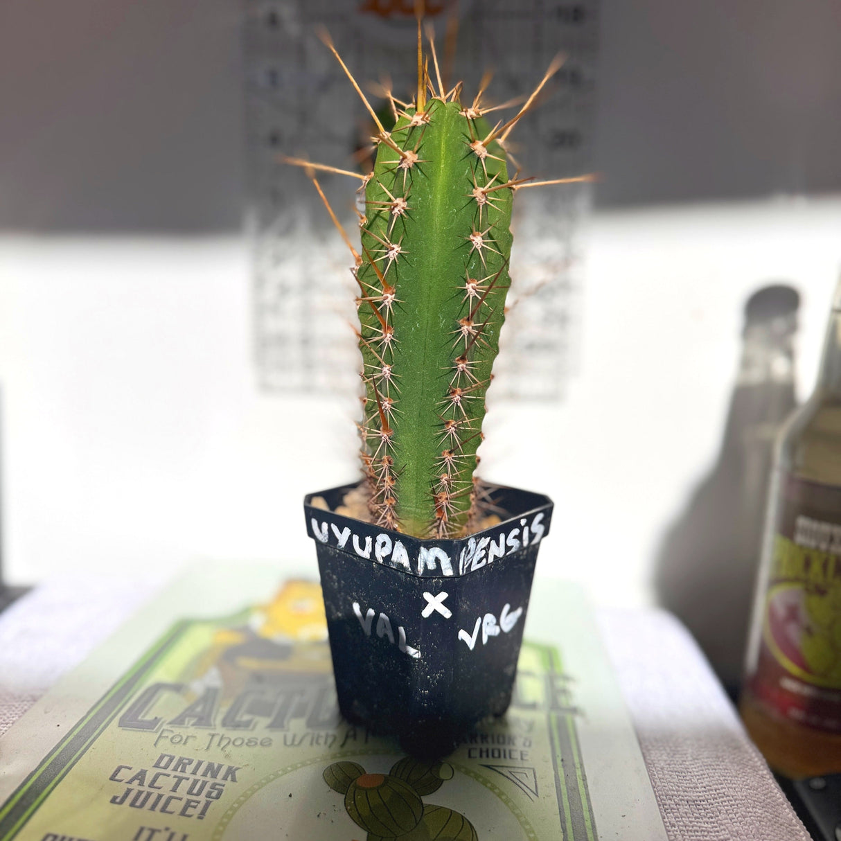 UYUPAMPENSIS x VAL VRG - Columnar Cactus Hybrid