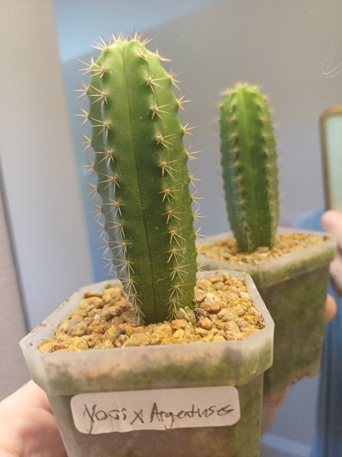Orange County Cactus 0003 - Yogi x Argentinensis - Pachanoi x Argentinensis