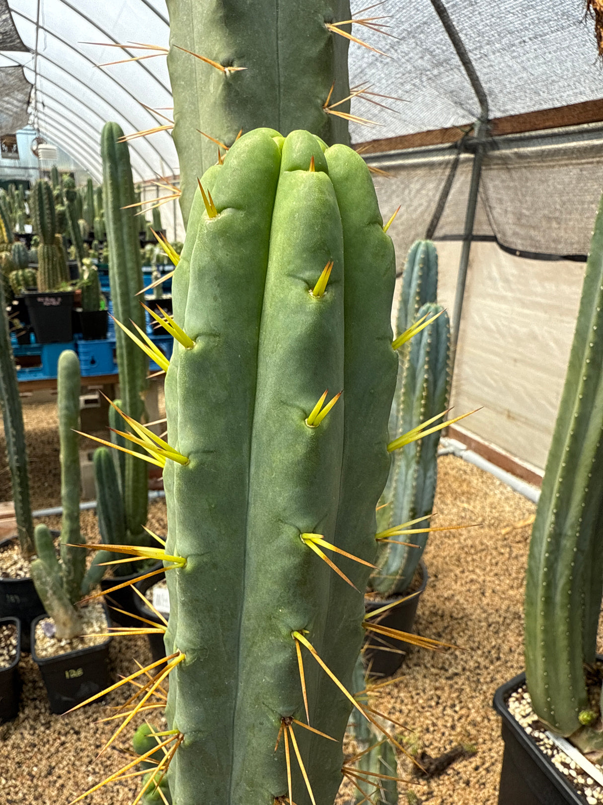 Wowie x SS02 (Grafts)