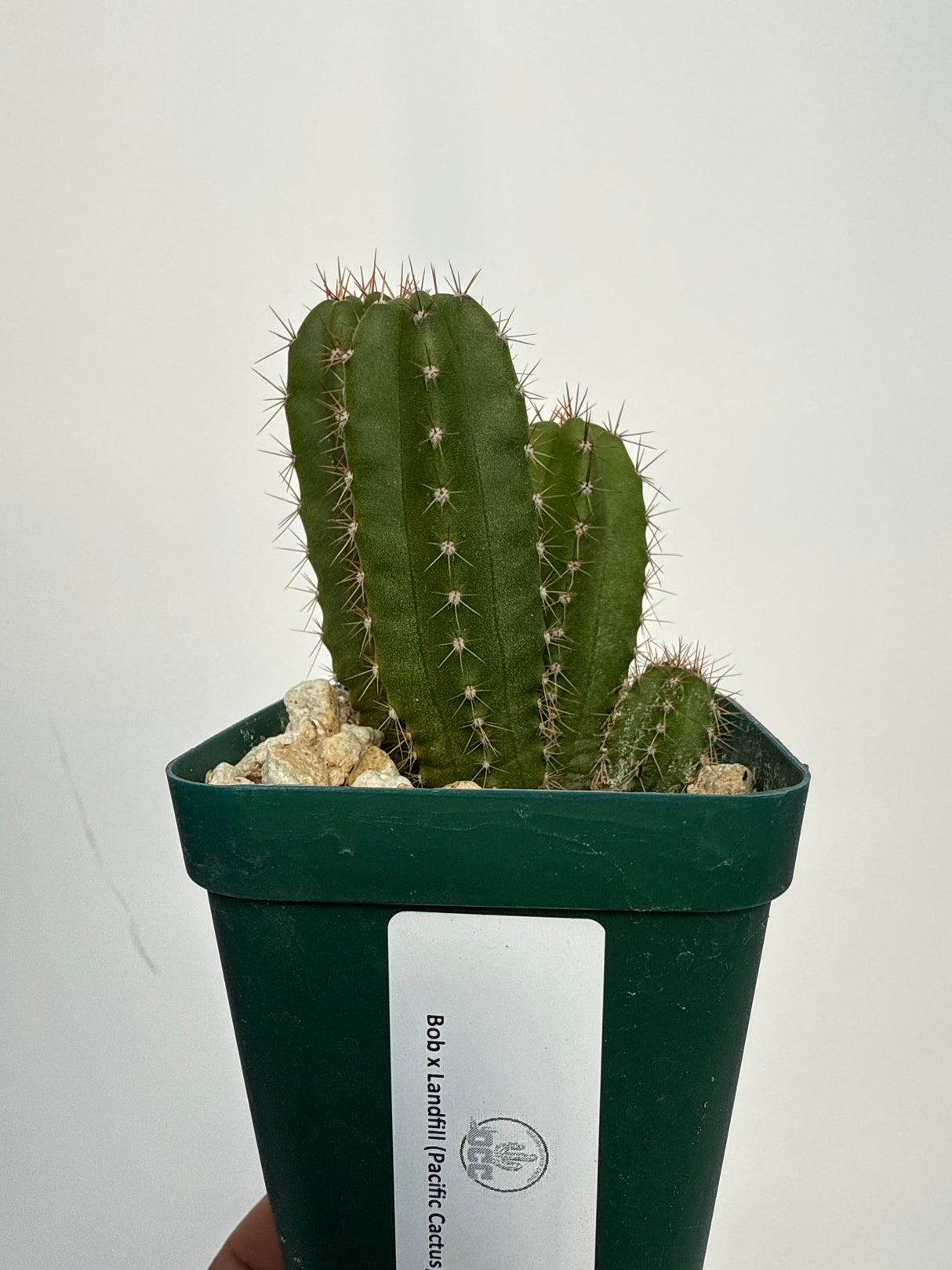 Guru x Notch (Rooted Plants)