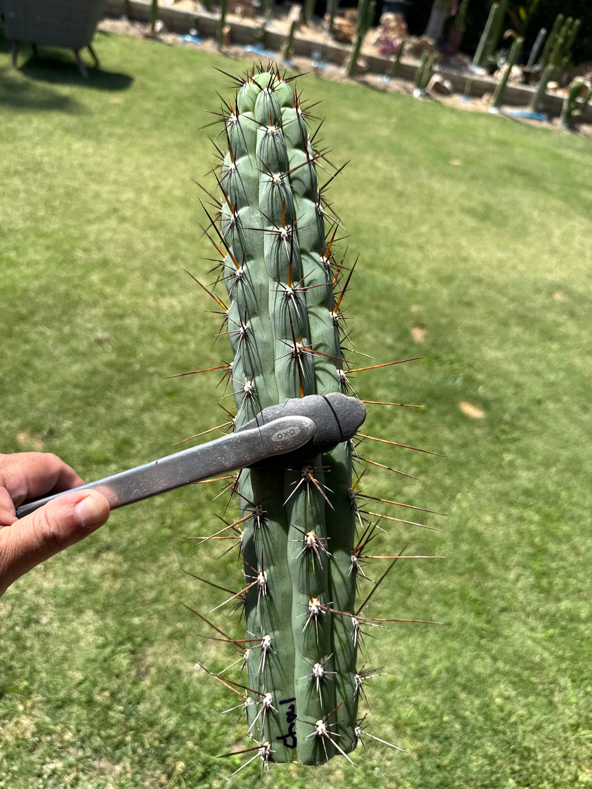 Chalaensis (Cuttings)