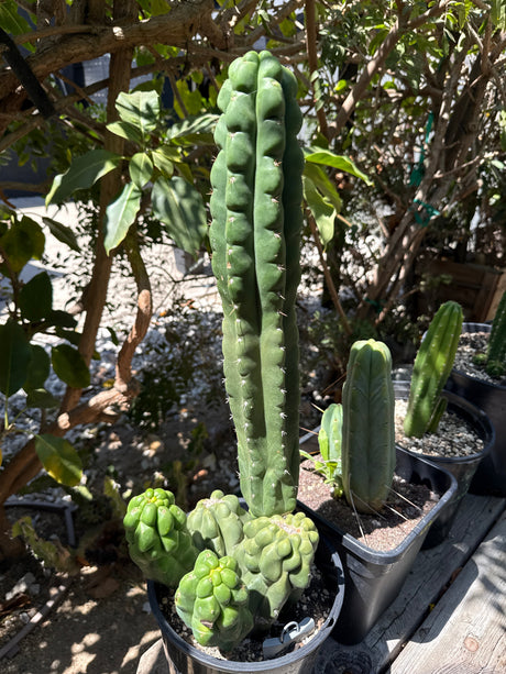 TPM - Cactus Clone -  Monstrose & Crested