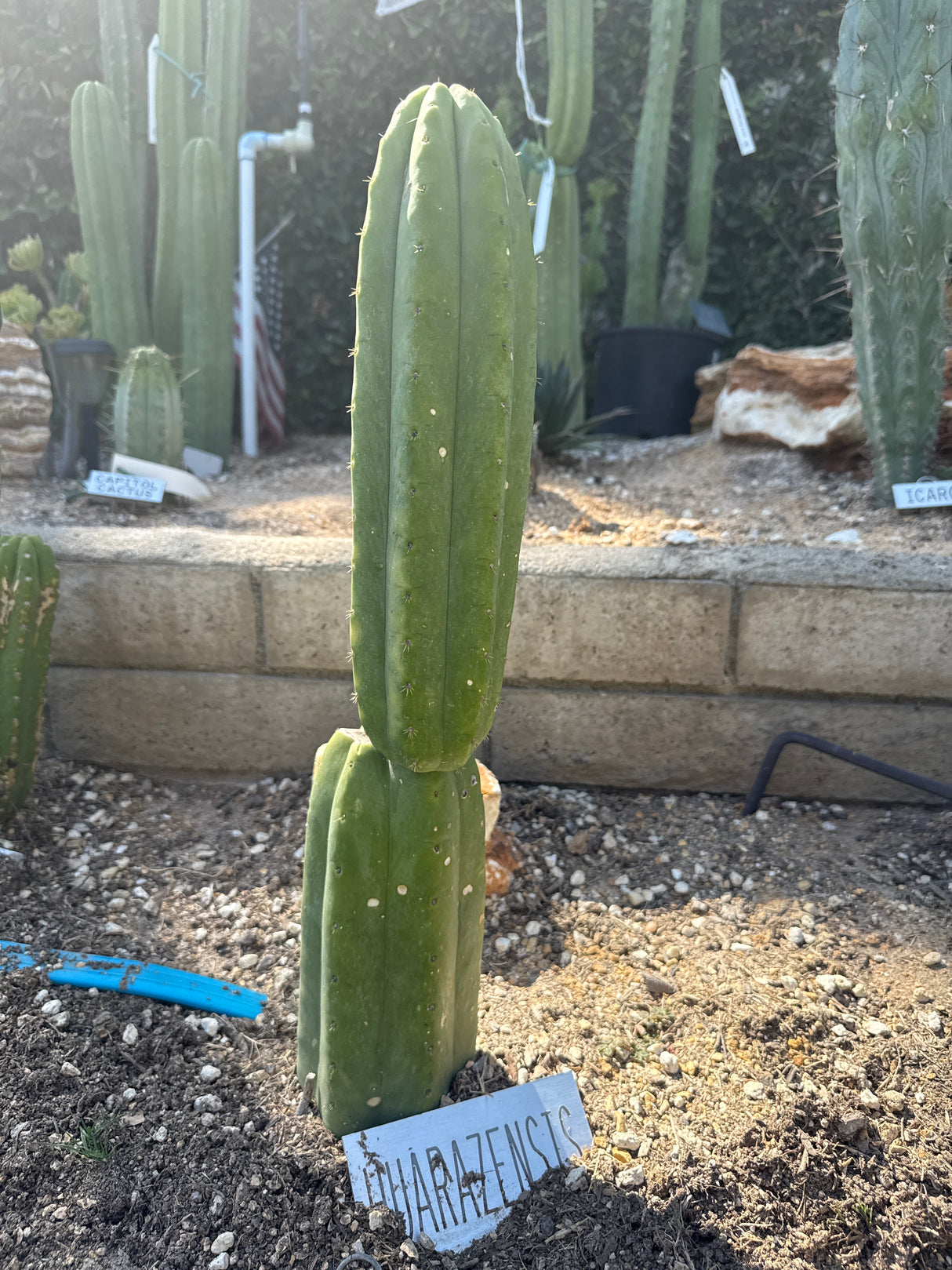 Huarazensis (Rooted Plants)