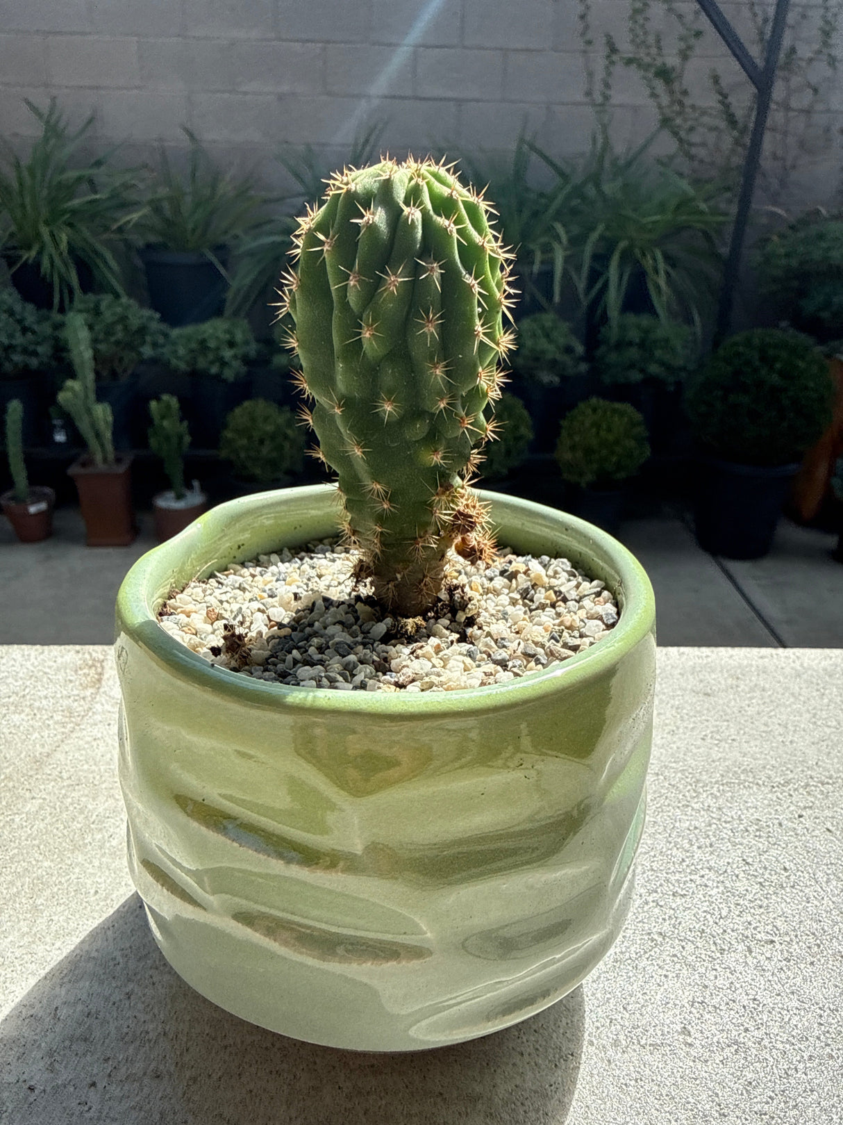 TPM × Huaraz (TPM1) – Columnar Cactus Hybrid