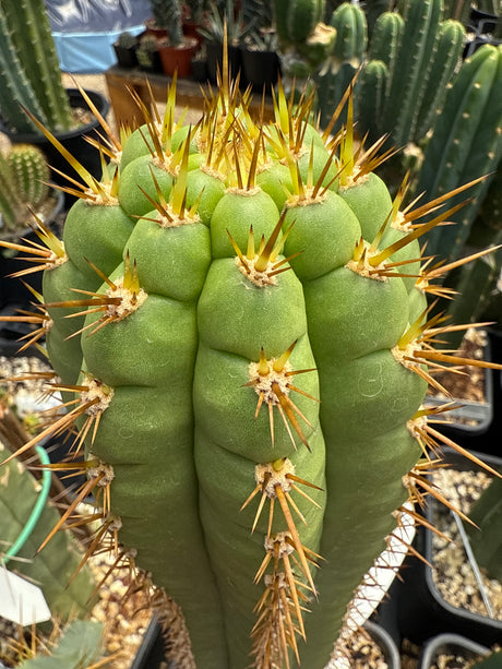 Frankie (Cuttings)