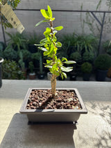 Fouquieria macdougalii – Mexican Tree Ocotillo