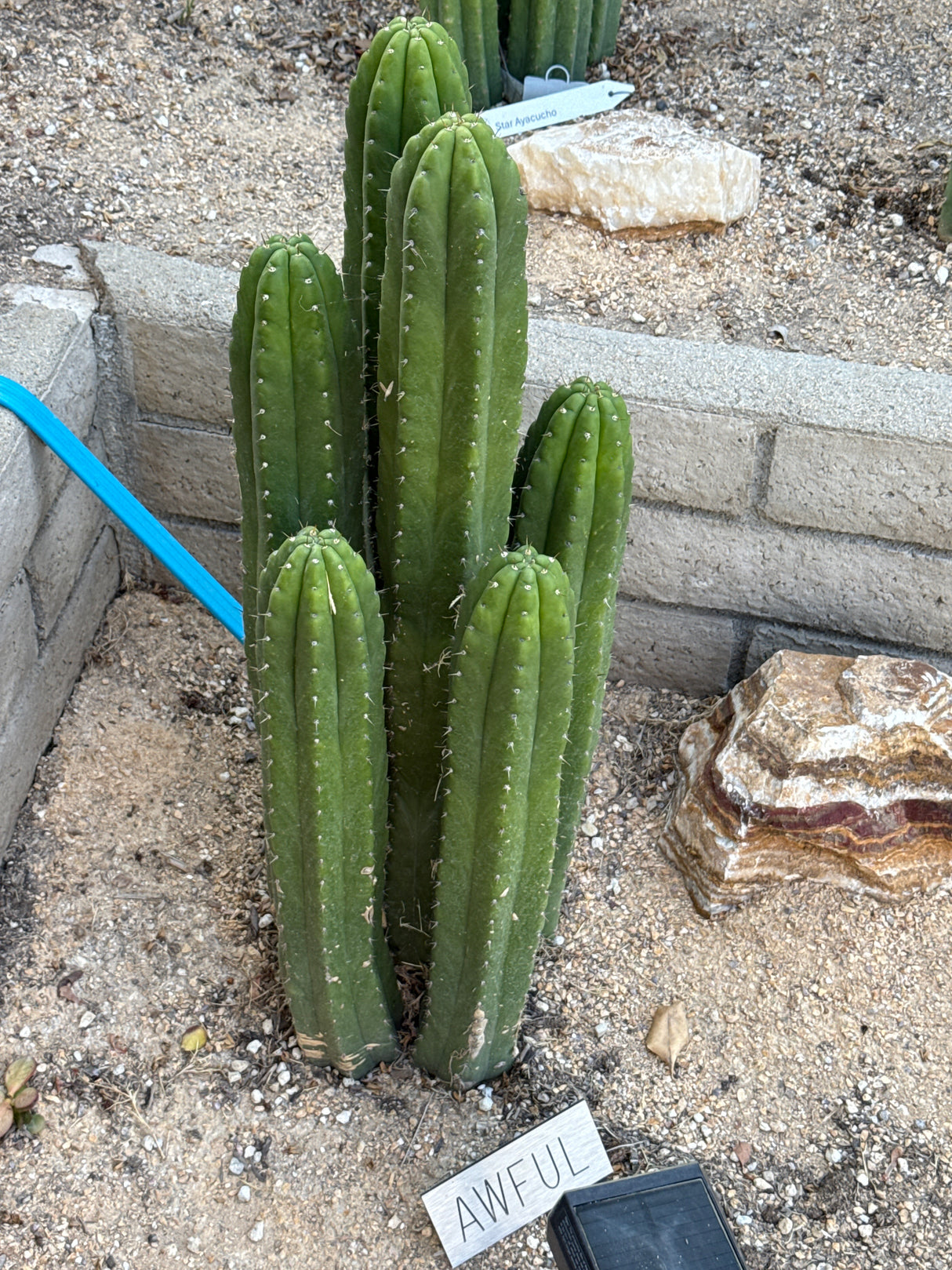 Awful (Cuttings)