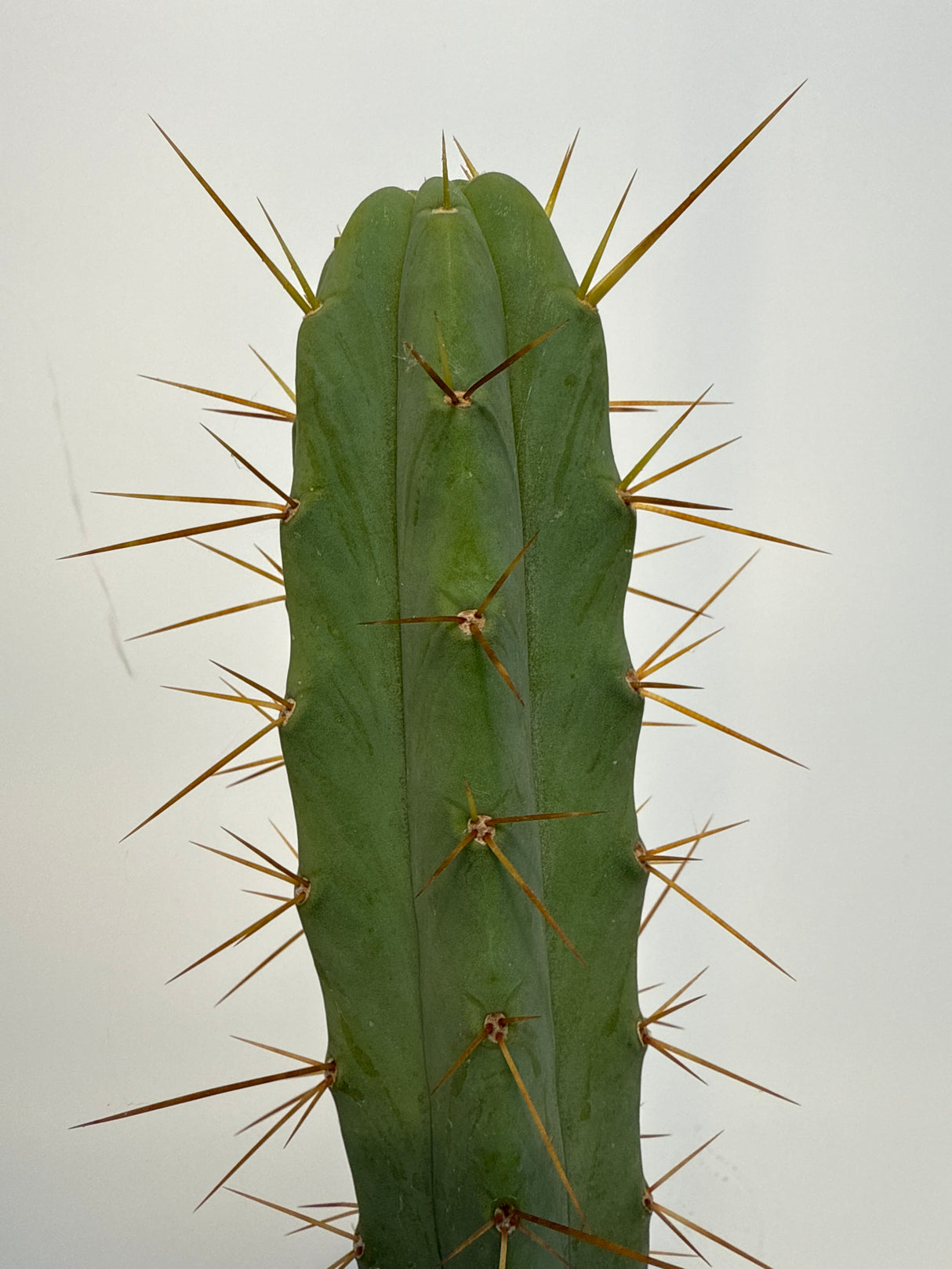 Eileen (Grafts)