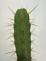 Eileen (Grafts)