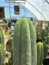 Juanita (Cuttings)