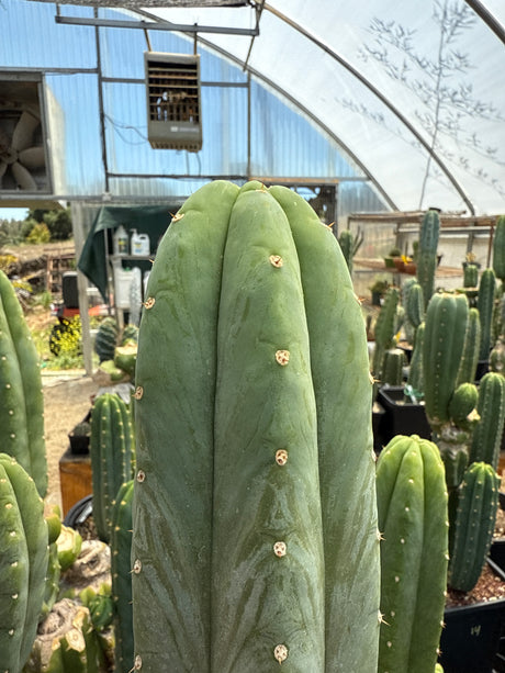 Juanita (Cuttings)