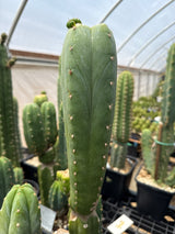 HZ x Kimnach  (Cuttings)
