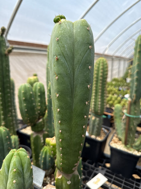 HZ x Kimnach  (Cuttings)