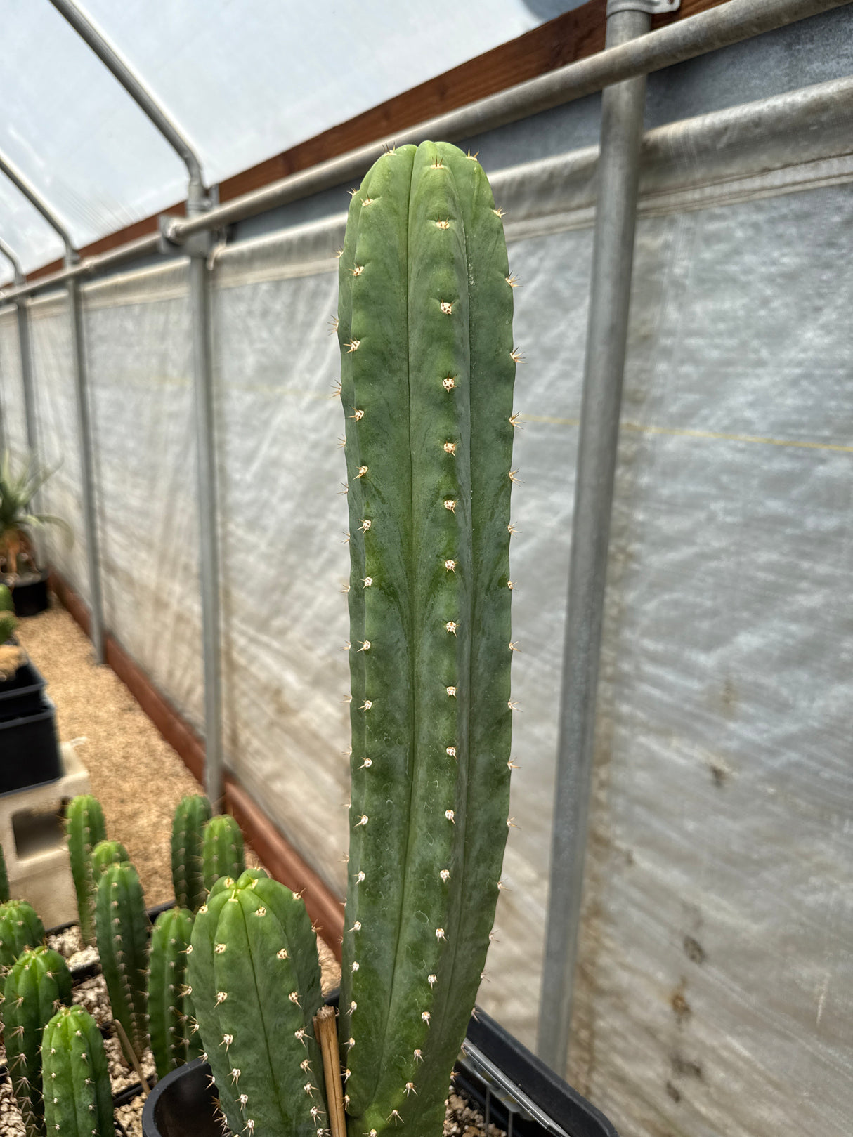Huarazino (Rooted Plants)
