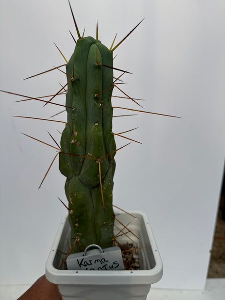 KarmaKaktus Bridgesii (Cuttings)