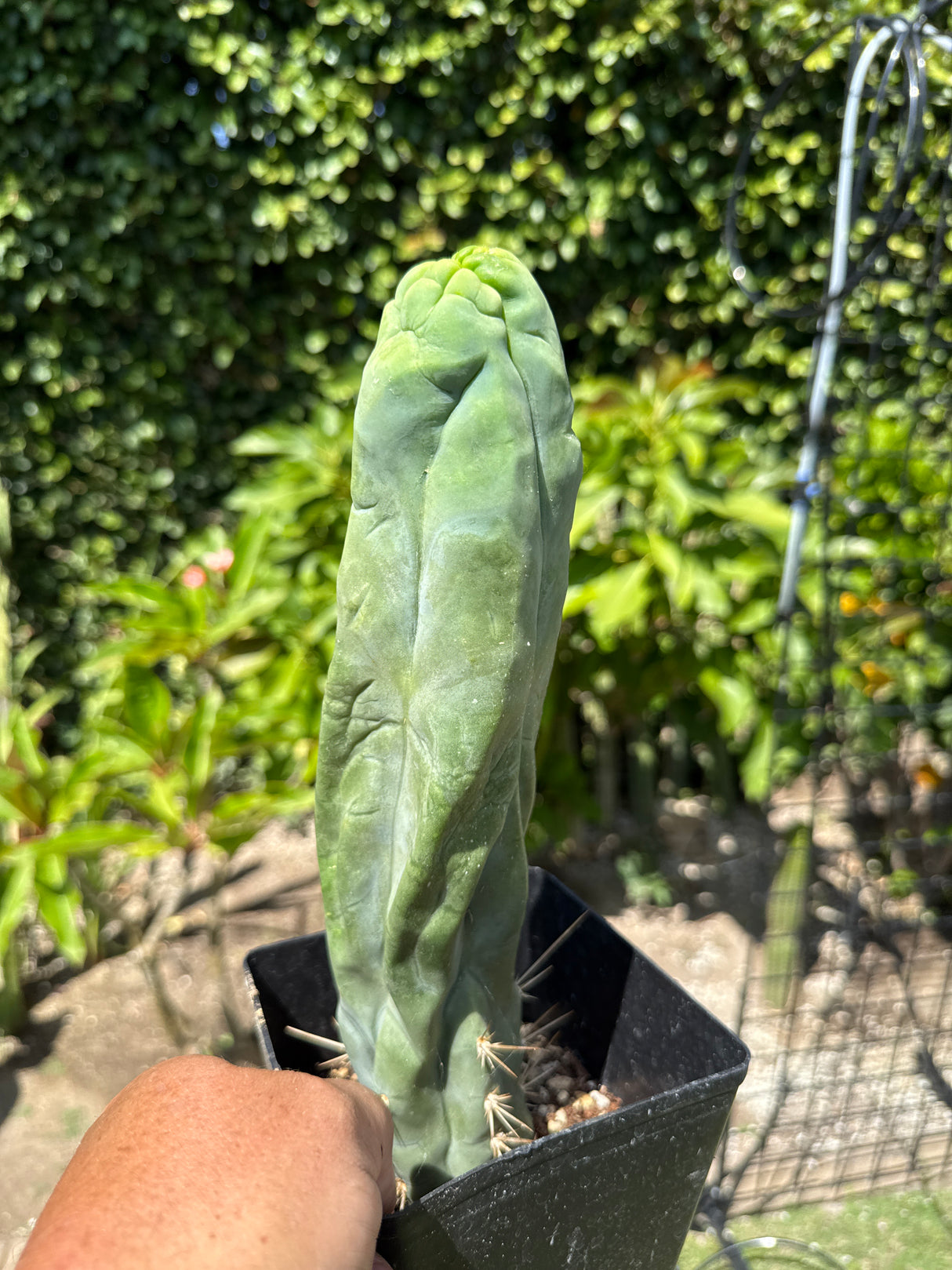 Bruce's Dragon (Rooted Plants)