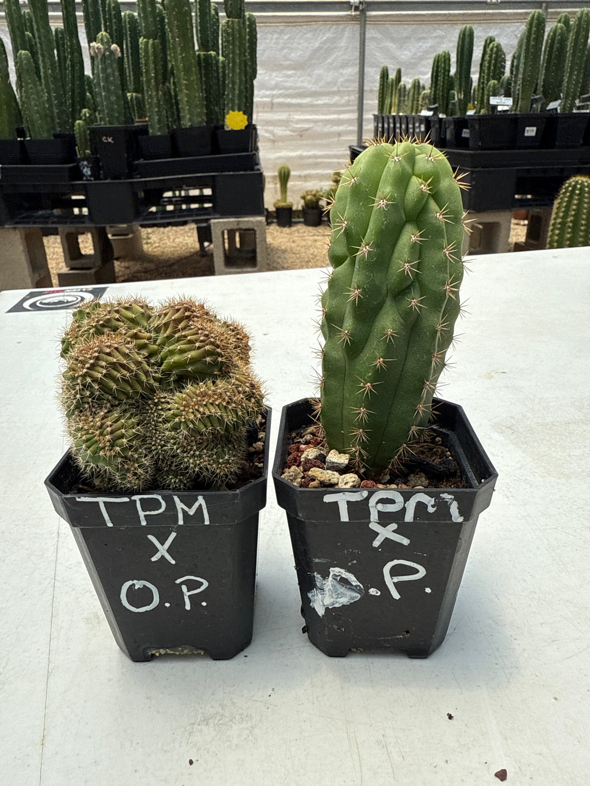 TPM x OP (Yearlings)