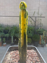 Huancabamba × Kimnach – Variegated Columnar Cactus Hybrid