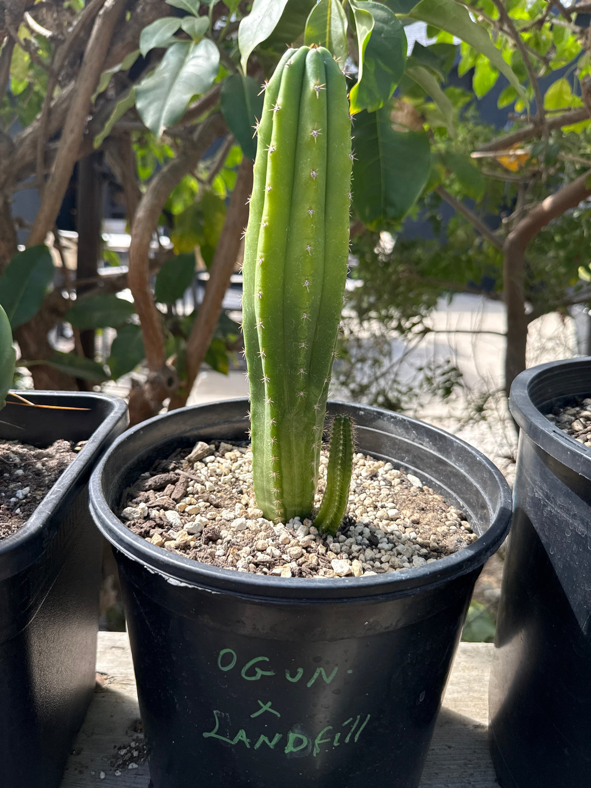 Ogun × Landfill – Columnar Cactus Hybrid