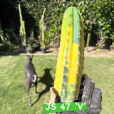 Variegared San Pedro Cactus to brighten up your landscape