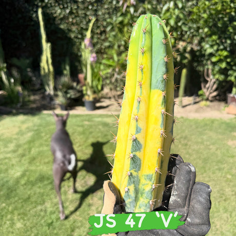 Variegared San Pedro Cactus to brighten up your landscape