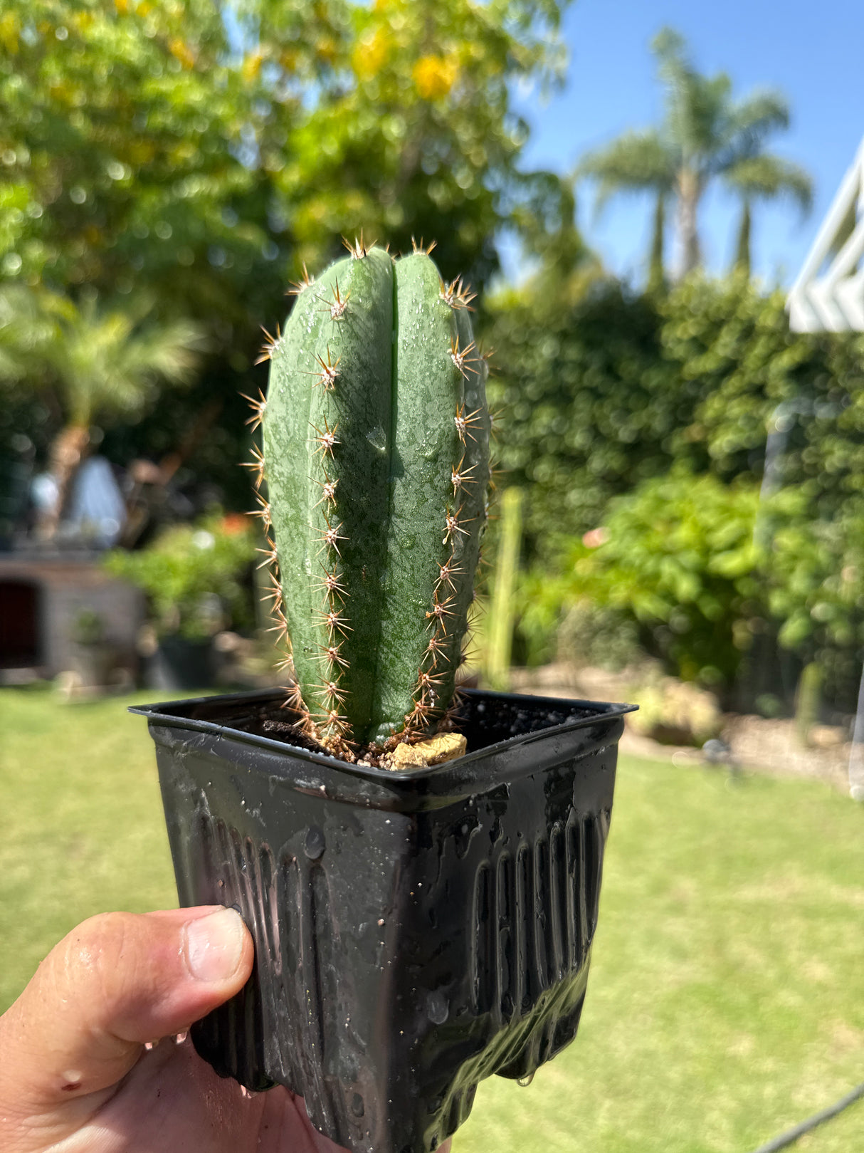 Althea x Ferah 7 (Yearlings) -Plantstock