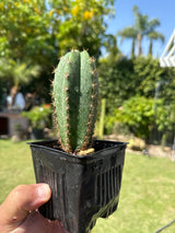 Althea x Ferah 7 (Yearlings) -Plantstock