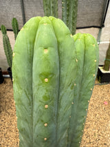 DeCosta (Grafts)