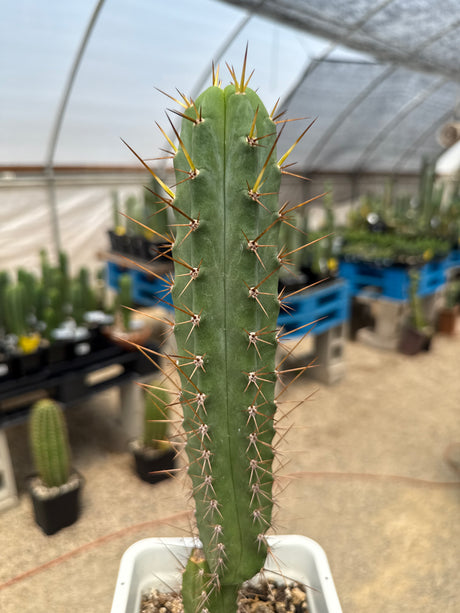 SS02 x Sharxx Blue (Rooted Plants)
