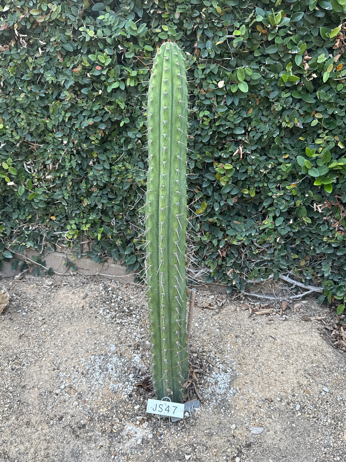 JS 47 (Cuttings)