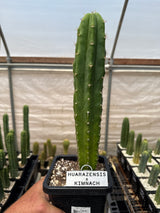 Huarazensis x Kimnach (Cuttings)