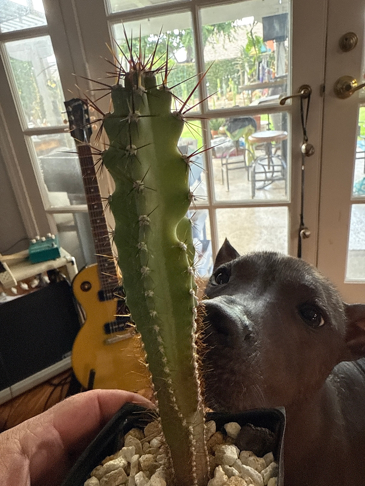 Cereus Monstrose (seed grown) - Plantstock