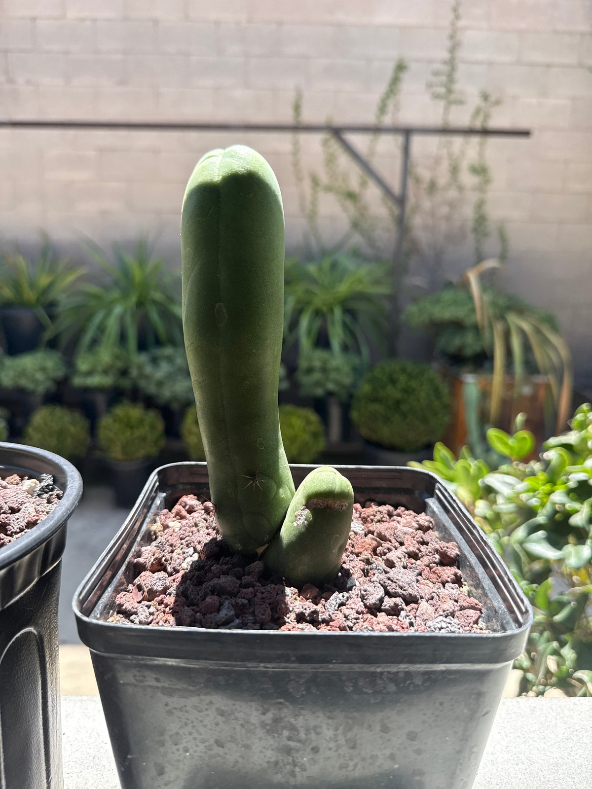 TBM Clone A – Echinopsis bridgesii Monstrose (Long Form)