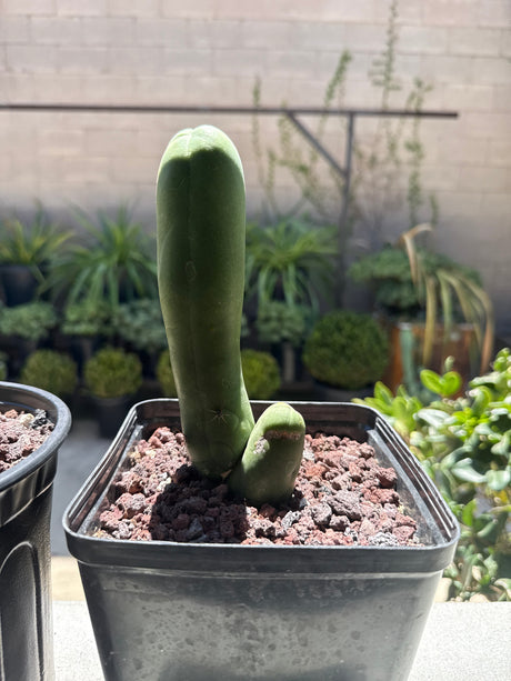 TBM Clone A – Echinopsis bridgesii Monstrose (Long Form)