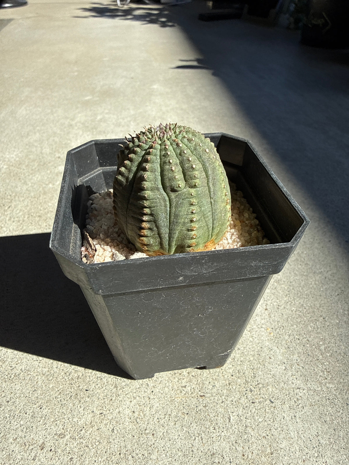 Euphorbia obesa (Baseball Plant)