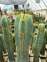 Lotusland (Rooted Plants)