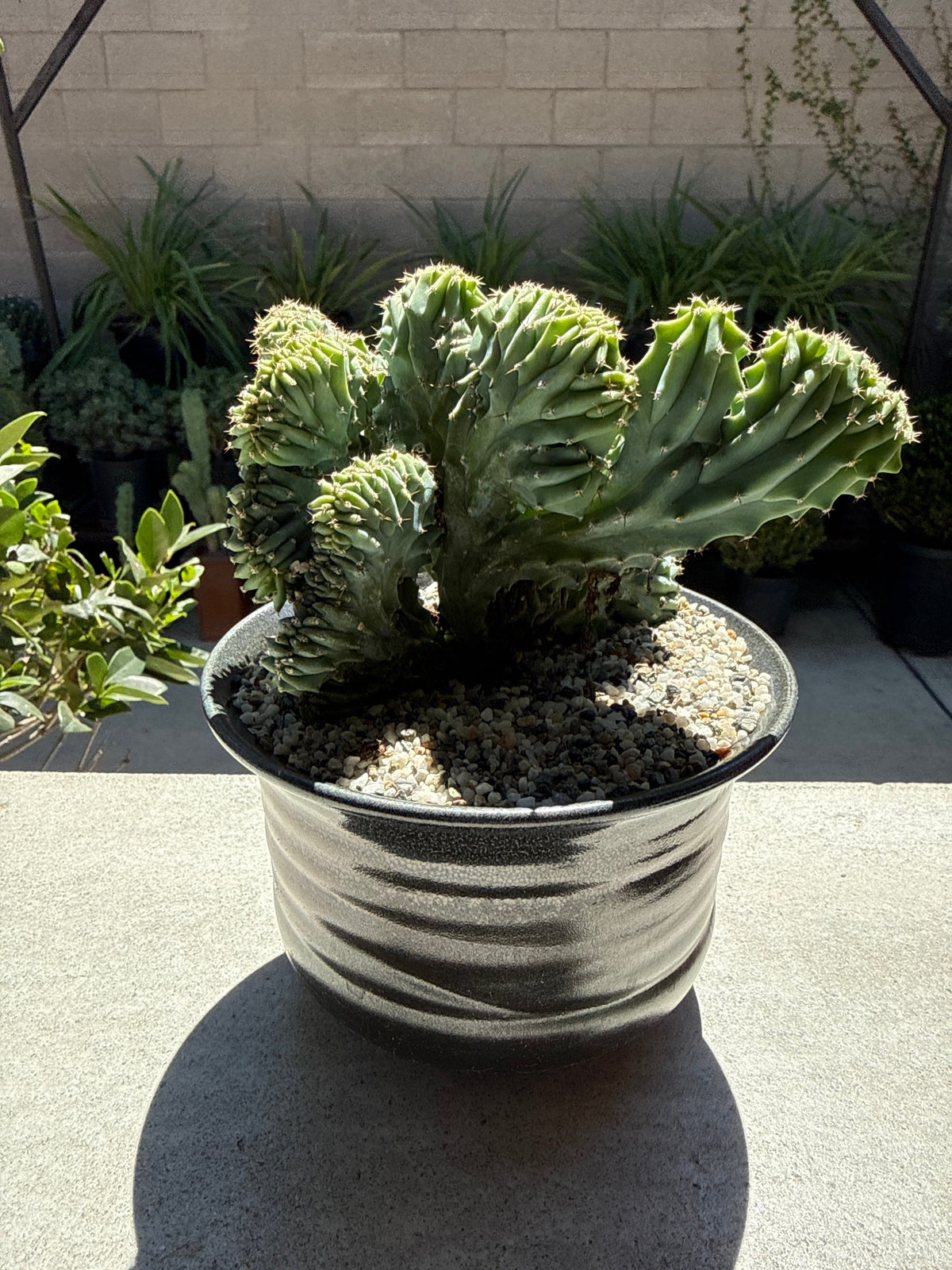 Myrtillocactus Geometrizans 'Elite' – Crested Blue Myrtle Cactus